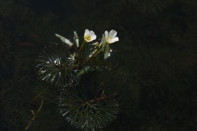 Cabomba caroliniana- Carolina Fanwort