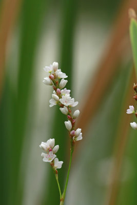 Polygonum hydropiperoides- Swamp Smartweed