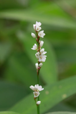 Polygonum hydropiperoides- Swamp Smartweed