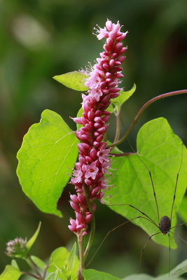 Polygonum amphibium- Water Knotweed