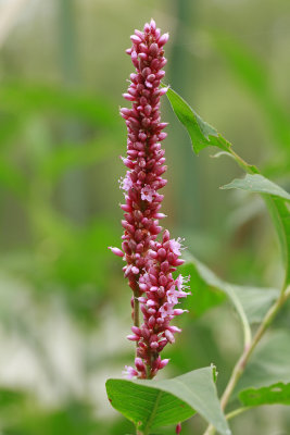 Polygonum amphibium- Water Knotweed