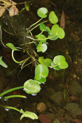 Heteranthera multiflora- Bouquet Mud Plantain
