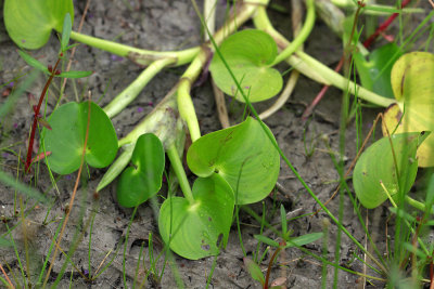 Heteranthera multiflora- Bouquet Mud Plantain