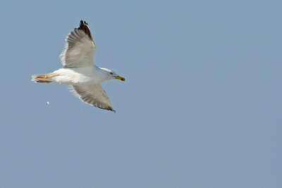 Lesser Black-backed Gull