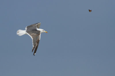 Lesser Black-backed Gull with Monarch!