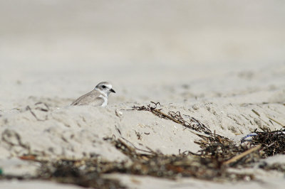 Piping Plover