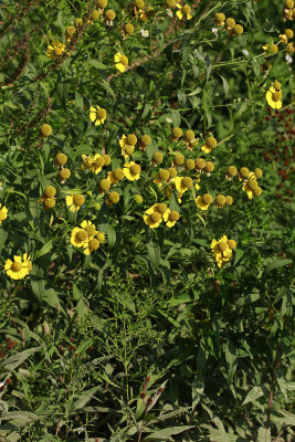 Helenium autumnale- Sneezeweed