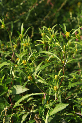 Bidens bidentoides- Estuary Beggarticks