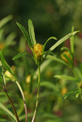 Bidens bidentoides- Estuary Beggarticks