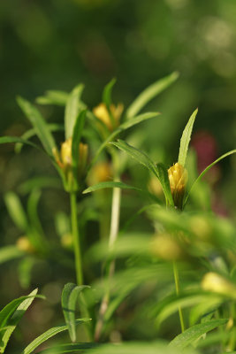 Bidens bidentoides- Estuary Beggarticks