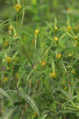 Bidens bidentoides- Estuary Beggarticks