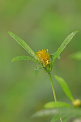 Bidens bidentoides- Estuary Beggarticks