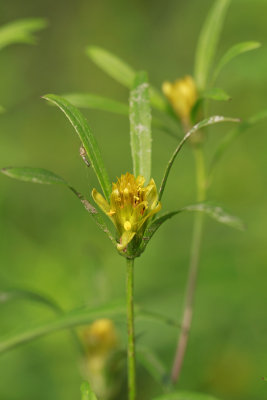 Bidens bidentoides- Estuary Beggarticks