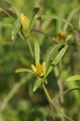 Bidens bidentoides- Estuary Beggarticks