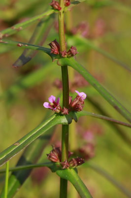 Ammannia coccinea- Scarlet Toothcup