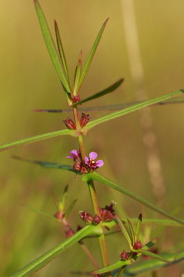 Ammannia coccinea- Scarlet Toothcup