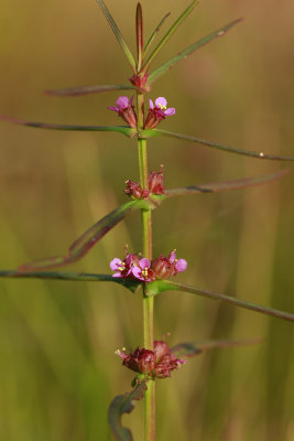 Ammannia coccinea- Scarlet Toothcup