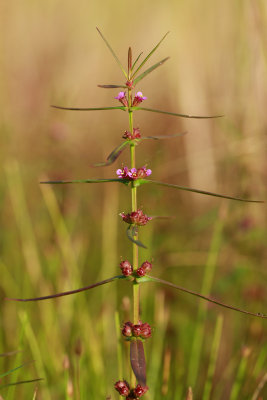 Ammannia coccinea- Scarlet Toothcup