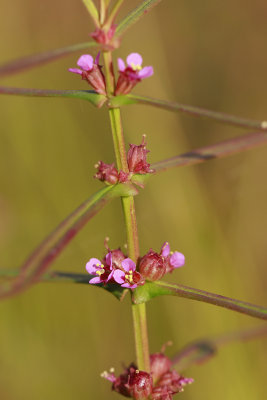 Ammannia coccinea- Scarlet Toothcup