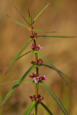 Ammannia coccinea- Scarlet Toothcup