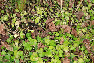 Heteranthera reniformis and H. multiflora