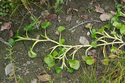 Heteranthera multiflora- Bouquet Mud Plantain