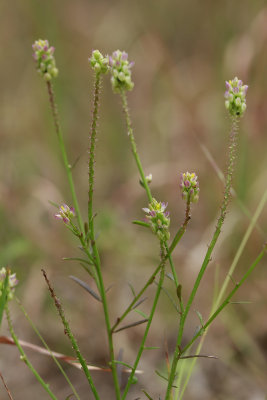 Polygala nuttallii- Nuttall's Milkwort