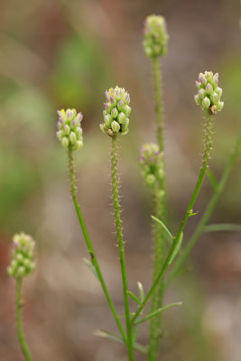 Polygala nuttallii- Nuttall's Milkwort