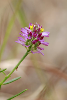 Polygala mariana- Maryland Milkwort