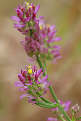 Polygala mariana- Maryland Milkwort