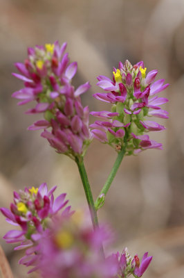 Polygala mariana- Maryland Milkwort