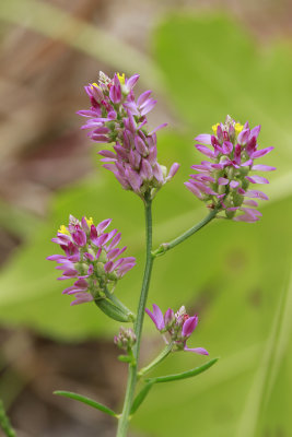Polygala mariana- Maryland Milkwort