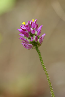Polygala mariana- Maryland Milkwort