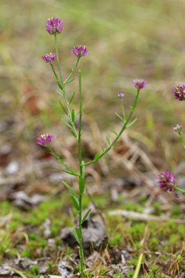 Polygala mariana- Maryland Milkwort