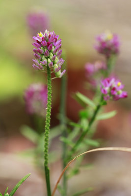 Polygala mariana- Maryland Milkwort