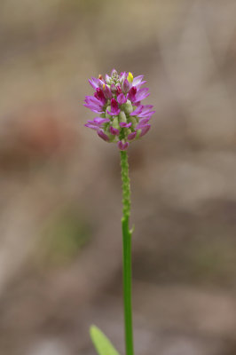 Polygala mariana- Maryland Milkwort