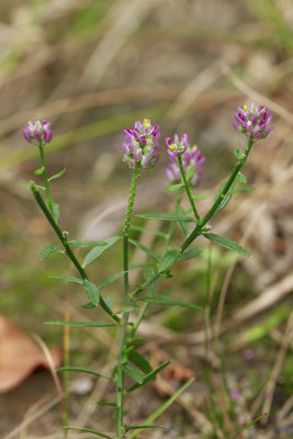 Polygala mariana- Maryland Milkwort