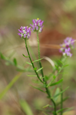 Polygala mariana- Maryland Milkwort