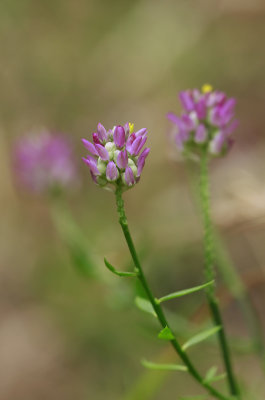 Polygala mariana- Maryland Milkwort
