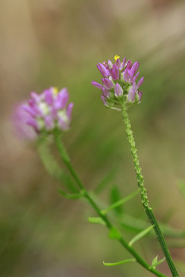 Polygala mariana- Maryland Milkwort
