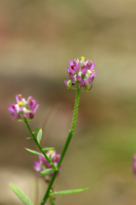 Polygala mariana- Maryland Milkwort