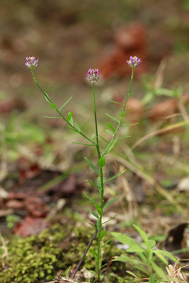 Polygala mariana- Maryland Milkwort
