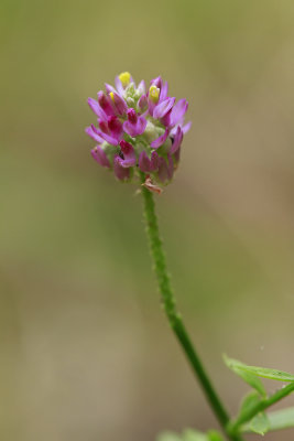 Polygala mariana- Maryland Milkwort