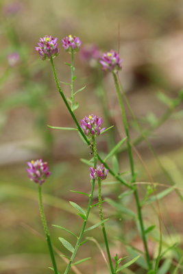 Polygala mariana- Maryland Milkwort