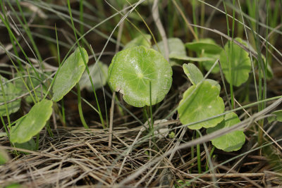 Hydrocotyle verticillata- Whorled Marsh Pennywort