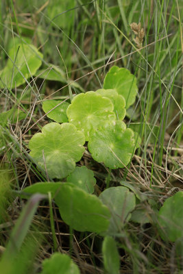 Hydrocotyle verticillata- Whorled Marsh Pennywort