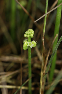 Hydrocotyle verticillata- Whorled Marsh Pennywort