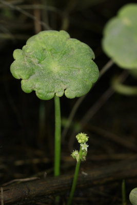 Hydrocotyle verticillata- Whorled Marsh Pennywort