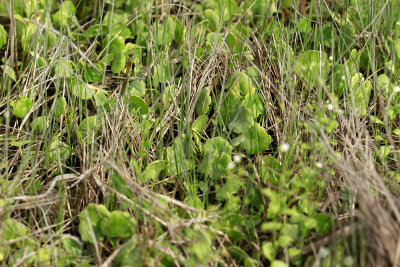Hydrocotyle verticillata- Whorled Marsh Pennywort