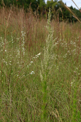 Eupatorium capillifolium- Dog Fennel